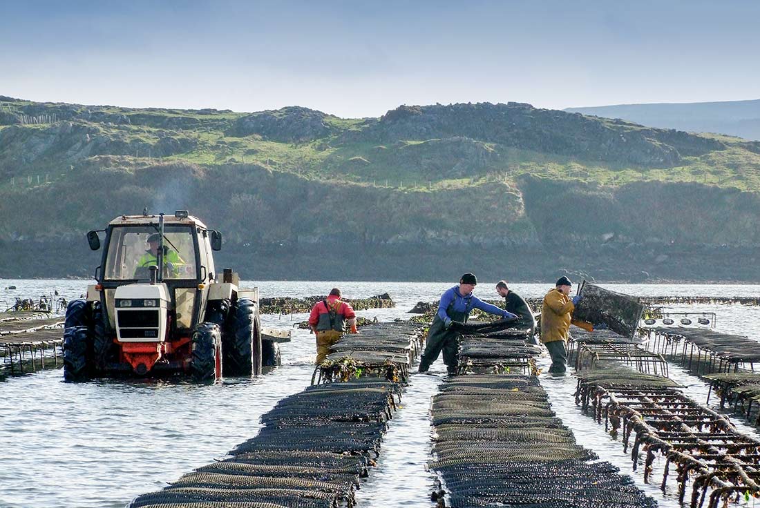 DK Connemara Oysters Farm Connemara Ireland